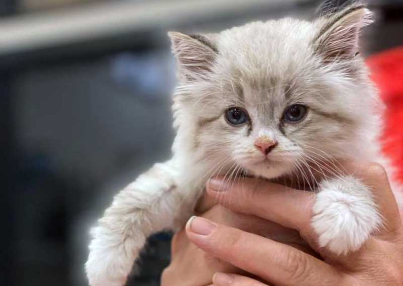 Carousel Slide 11: Feline veterinarians