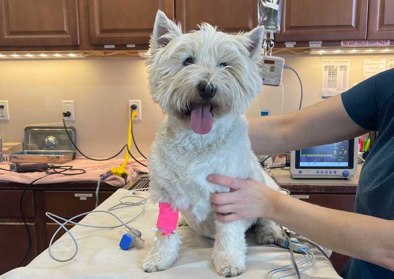 Carousel Slide 9: Dog veterinary care